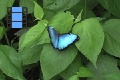 Sene 42_Morpho on Leaf 4